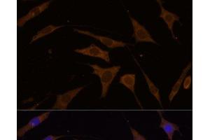 Immunofluorescence analysis of L929 cells using RPL7 Polyclonal Antibody at dilution of 1:100 (40x lens).