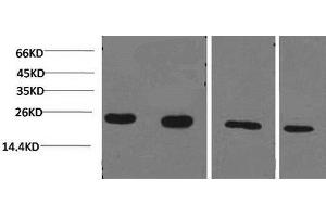 Western Blot analysis of 1) Jurkat, 2)293T, 3)Rat liver, 4)3T3 using PPIB Monoclonal Antibody at dilution of 1:2000. (PPIB anticorps)