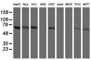 Image no. 12 for anti-Acyl-CoA Binding Domain Containing 3 (Acbd3) antibody (ABIN1498415)