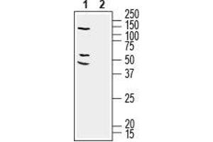 Western blot analysis of human SH-SY5Y neuroblastoma cell line lysate: - 1.