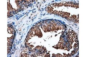 Immunohistochemical staining of paraffin-embedded pancreas tissue using anti-HSP90AA1mouse monoclonal antibody. (HSP90AA1 anticorps)