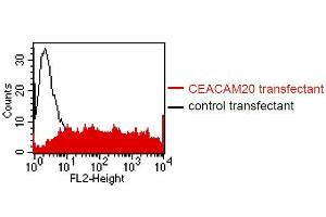 FACS analysis of BOSC23 cells using HT-12D8. (CEACAM20 anticorps)