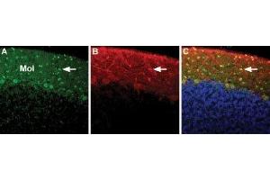 Expression of NCX3 in rat cerebellum - Immunohistochemical staining of immersion-fixed, free floating rat brain frozen sections using Anti-NCX3 (SLC8A3) Antibody (ABIN7043756, ABIN7044879 and ABIN7044880), (1:100).