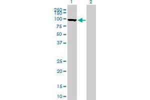 Western Blot analysis of MFN1 expression in transfected 293T cell line by MFN1 monoclonal antibody (M04), clone 3C9.