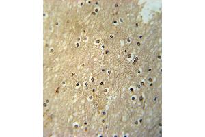 X6- Antibody (ABIN652261 and ABIN2841119) immunohistochemistry analysis in formalin fixed and raffin embedded human brain tissue followed by peroxidase conjugation of the secondary antibody and DAB staining.