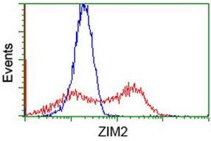 HEK293T cells transfected with either RC211188 overexpress plasmid (Red) or empty vector control plasmid (Blue) were immunostained by anti-ZIM2 antibody (ABIN2453802), and then analyzed by flow cytometry. (ZIM2 anticorps  (AA 1-150, AA 428-527))