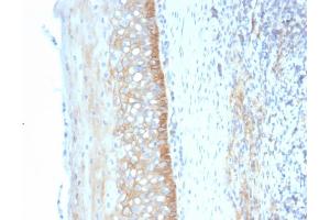 Formalin-fixed, paraffin-embedded human Tonsil stained with CD73 Mouse Monoclonal Antibody (NT5E/2545).