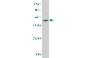 Western Blot detection against Immunogen (59. (MEOX2 anticorps  (AA 1-303))
