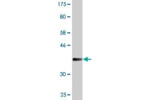 Western Blot detection against Immunogen (36.