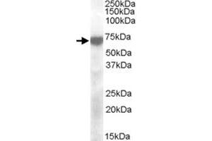 KCNQ4 polyclonal antibody  (2 ug/mL) staining of human cerebellum lysate (35 ug protein in RIPA buffer).