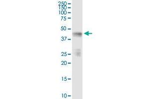 Immunoprecipitation of INPP1 transfected lysate using anti-INPP1 MaxPab rabbit polyclonal antibody and Protein A Magnetic Bead , and immunoblotted with INPP1 purified MaxPab mouse polyclonal antibody (B01P) . (INPP1 anticorps  (AA 1-399))