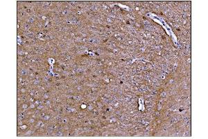 IHC analysis of CAMKIV/Camk4 using anti-CAMKIV/Camk4 antibody (ABIN7600419). (CAMK4 anticorps  (AA 19-469))