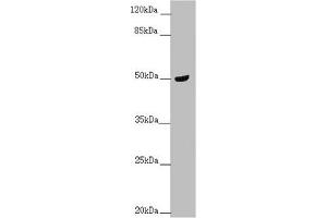 Western blot All lanes: TAMM41 antibody at 1. (TAM41 anticorps  (AA 161-452))