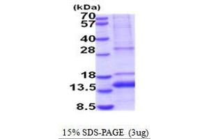 SDS-PAGE (SDS) image for Growth Differentiation Factor 11 (GDF11) (AA 299-407) protein (His tag) (ABIN5854158) (GDF11 Protein (AA 299-407) (His tag))
