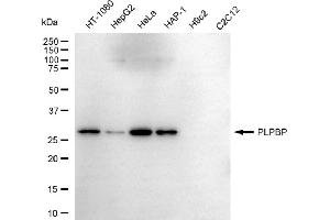 Western blotting analysis using PLPBP antibody (ABIN7800073). (PLPBP anticorps)