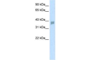 Western Blotting (WB) image for anti-Small Nuclear RNA Activating Complex, Polypeptide 3, 50kDa (SNAPC3) antibody (ABIN2460881) (SNAPC3 anticorps)