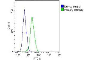 Overlay histogram showing A431 cells stained with (ABIN6242877 and ABIN6578324) (green line).