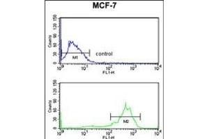 TBB1 Antibody (ABIN652970 and ABIN2842615) flow cytometry analysis of MCF-7 cells (bottom histogram) compared to a negative control cell (top histogram).