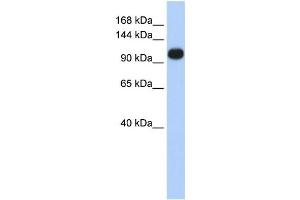 Western Blotting (WB) image for anti-ATPase, Ca++ Transporting, Ubiquitous (ATP2A3) antibody (ABIN2459032) (ATP2A3 anticorps)