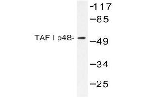 Western blot (WB) analyzes of TAF I p48 antibody in extracts from HeLa cells. (SET/TAF-I anticorps)