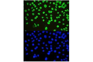 IF analysis of nmt55/p54nrb using anti-nmt55/p54nrb antibody (ABIN3044530).