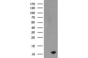 Western Blotting (WB) image for anti-phosphodiesterase 6G, CGMP-Specific, Rod, gamma (PDE6G) antibody (ABIN1500095) (PDE6G anticorps)