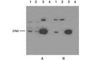 Lane 1: OFP transfecting 293 cell lysateLane 2: EGFP transfecting 293 cell lysateLane 3: 5 ng GFPuv proteinLane 4: Negative 293 cell lysate Primary antibody: A. (GFP anticorps)