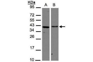 WB Image Sample(30 μg of whole cell lysate) A:H1299 B:Hep G2, 12% SDS PAGE antibody diluted at 1:1000 (AIMP1 anticorps)