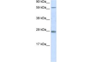 Western Blotting (WB) image for anti-Reproductive Homeobox 11 (RHOX11) antibody (ABIN2461560) (RHOX11 anticorps)