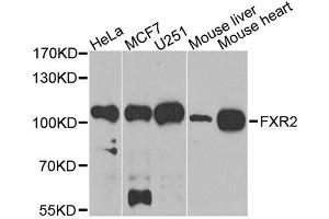 Western blot analysis of extracts of various cell lines, using FXR2 antibody.