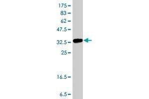 Western Blot detection against Immunogen (38.