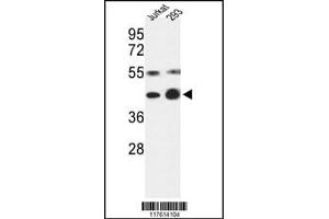 Western blot analysis of COPS3 Antibody in Jurkat, 293 cell line lysates (35ug/lane) (COPS3 anticorps  (AA 98-130))