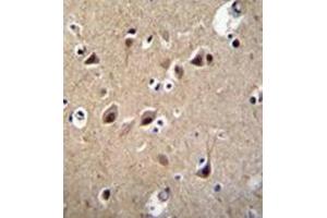 Immunohistochemistry analysis in formalin fixed and paraffin embedded human brain tissue reacted with LRTM2 Antibody (C-term) followed which was peroxidase conjugated to the secondary antibody followed by DAB staining. (LRTM2 anticorps  (C-Term))