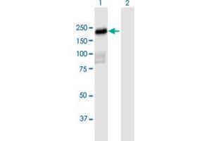 Western Blot analysis of PLEKHH2 expression in transfected 293T cell line by PLEKHH2 MaxPab polyclonal antibody. (PLEKHH2 anticorps  (AA 1-1493))