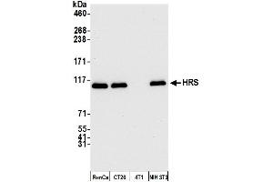 Western Blotting (WB) image for anti-HRS (HRS) (C-Term) antibody (ABIN7450342) (HRS (HRS) (C-Term) anticorps)