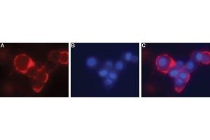 Expression of GFRA4 in rat PC12 cells - Cell surface detection of GFRA4 in live intact rat PC12 pheochromocytoma cells.