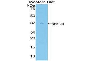 Western Blotting (WB) image for anti-Interleukin 22 Receptor (IL22R) (AA 267-565) antibody (ABIN1859402) (IL22R anticorps  (AA 267-565))