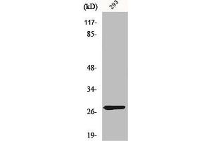 Western Blot analysis of 293 cells using MRP-L16 Polyclonal Antibody (MRPL16 anticorps  (C-Term))