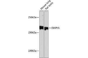 Western blot analysis of extracts of various cell lines, using DI Rabbit mAb (ABIN7266751) at 1:1000 dilution. (DIAPH1 anticorps)