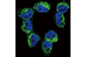 Immunofluorescence (IF) image for anti-Brain-Derived Neurotrophic Factor (BDNF) antibody (ABIN3003616) (BDNF anticorps)