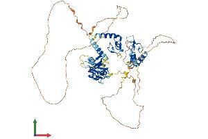 AlphaFold protein structure predicition of Human Recombinant IRF2BP1 Protein, UniprotID Q8IU81