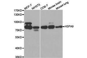 Western Blotting (WB) image for anti-Heat Shock 70kDa Protein 9 (Mortalin) (HSPA9) antibody (ABIN1873102)