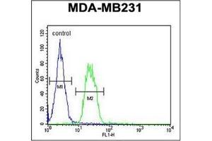 Flow Cytometry analysis of MDA-MB231 cells using S6A12 Antibody (N-term) Cat. (SLC6A12 anticorps  (N-Term))
