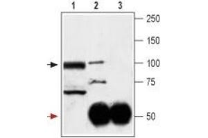 Immunoprecipitation of rat cerebellum lysates: - 1.