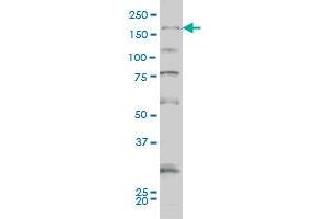 SYNJ1 monoclonal antibody (M01), clone 1A2 Western Blot analysis of SYNJ1 expression in Hela S3 NE .