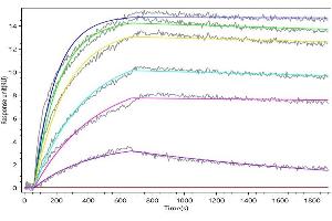 Human IL21 captured on Protein A Chip can bind Recombinant Human IL21R (ABIN7937706, ABIN8117863 and ABIN8117864) with an affinity constant of 1.