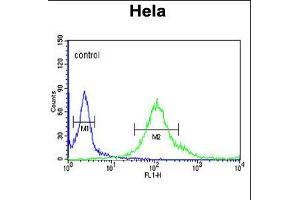 Flow cytometric analysis of Hela cells (right histogram) compared to a negative control cell (left histogram). (SYTL2 anticorps  (AA 840-868))