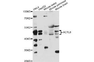 Western blot analysis of extracts of various cell lines, using ACTL8 antibody (ABIN6292769) at 1:1000 dilution. (Actin-Like 8 anticorps)