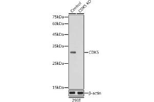 Western blot analysis of extracts from normal (control) and CDK5 knockout (KO) 293T cells, using CDK5 antibody (ABIN6129236, ABIN6138319, ABIN6138320 and ABIN6221397) at 1:1000 dilution. (CDK5 anticorps  (AA 1-292))