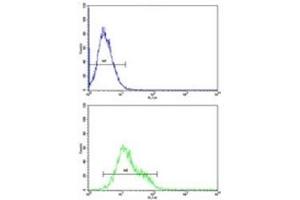 ICAM-1 antibody flow cytometric analysis of K562 cells (bottom histogram) compared to a negative control (top histogram).